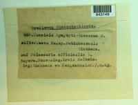 Puccinia recondita image